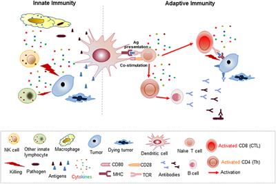 Frontiers | Heterogeneity Of The Head And Neck Squamous Cell Carcinoma ...